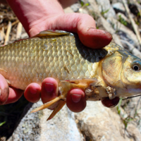 Держи свою рыбу крепко!