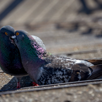 Голубиная нежность