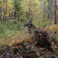 Пень превращается..