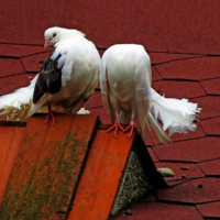 я и мой безбашенный друг