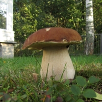 И вырос гриб большой-пребольшой