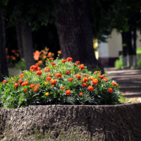 Приукрасился...