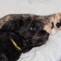 Спят  усталые зверушки