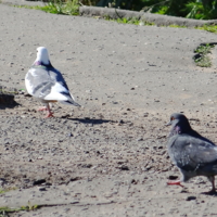 " - Погодь-ка, красотка!"