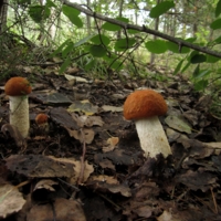 Семейство красноголовых