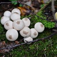 Кладка грибов