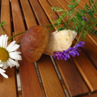 натюрморт с белым