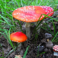 Весёлая семейка