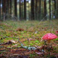 Один в поле