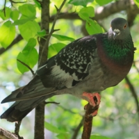 На ветке среди листьев