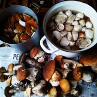 Заготовка грибов