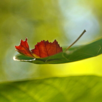 Осень наступает. Спи спокойно, лисенок, твоё время