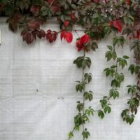 Листья и листок