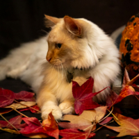 Цвета осени