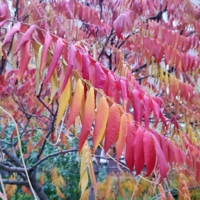 Внезапно в чаще вспыхнул красный куст