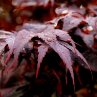 Осенние листья.