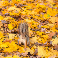 На золотом ковре