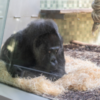 Грустные размышления