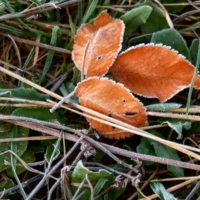 Трилистник