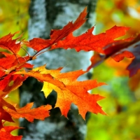 Осенний лист