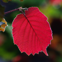 Лист лещины