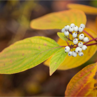 Цвета осени...