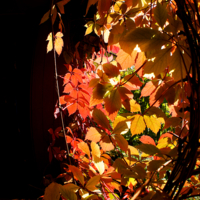 Солнечная листва