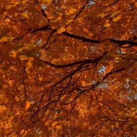 Рыжее листьев объятие