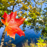 Пламенный клен