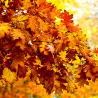 Осенние листья.