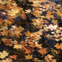 осенние кораблики