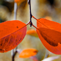 Красный стоп.