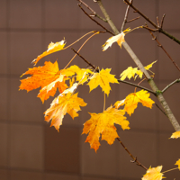 Осенний этюд