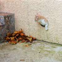 Что здесь шуршит?