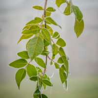 Последняя зелень ноября