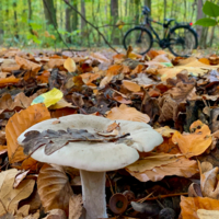 С дуба падают,листья ясеня ..