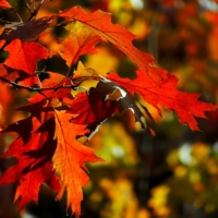 Дуб красный