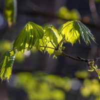Весенние листочки