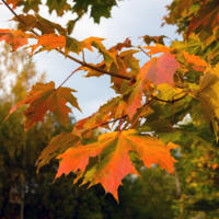 Рыжий лист кленовый...