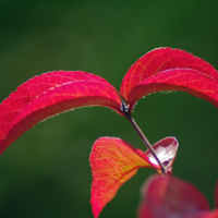 Багрянец октября