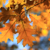 солнечный свет