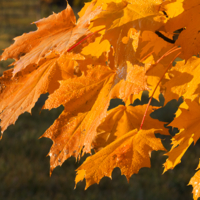 Осенние листья