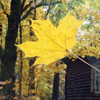 Лист к окошку прилипает золотой
