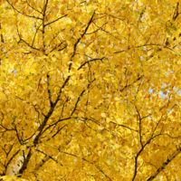 Под осенним золотом берёз