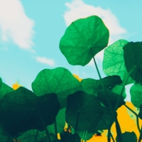 ловцы света