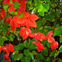 После дождя