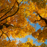 Раскрасив небо осенью