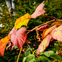 Ежевика осенью