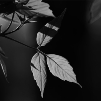 Светятся листья насквозь одинокие