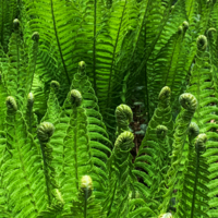 Молодой и красивый